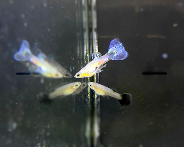 Galaxy Blue Tail Guppy Pairs ~ 2cm